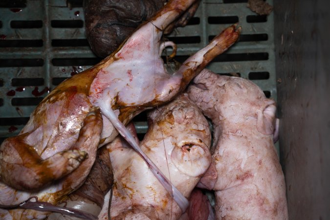 Stillborn piglets in a farrowing crate