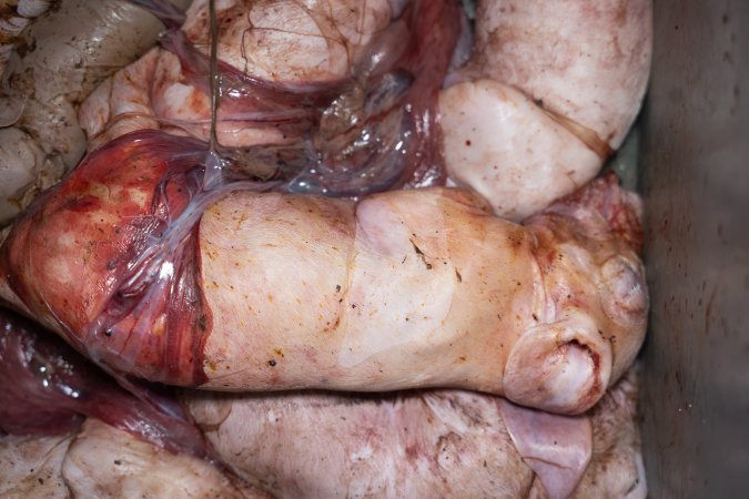 Stillborn piglets in a farrowing crate