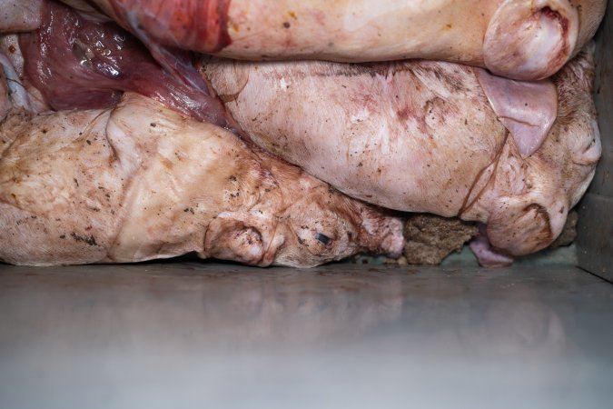 Stillborn piglets in a farrowing crate