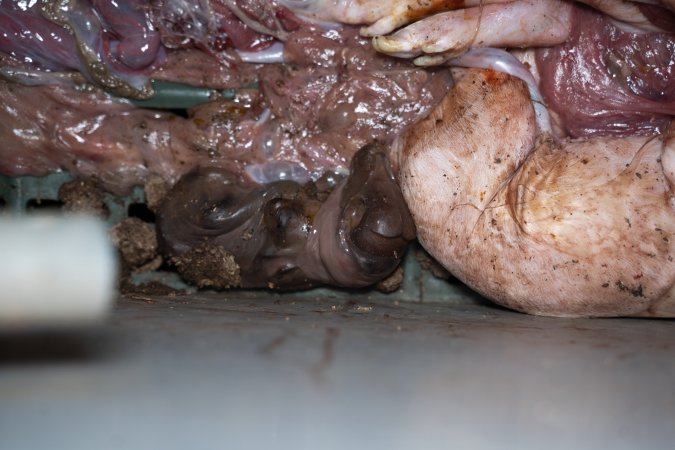 Stillborn piglets in a farrowing crate