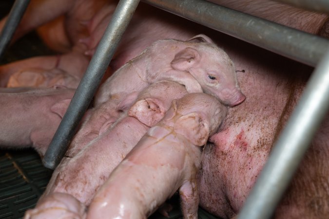 Piglets fighting for teats to suckle