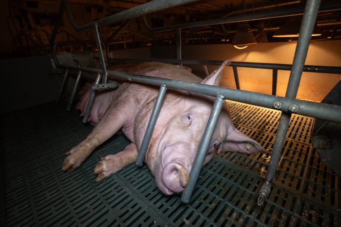 Sow in a farrowing crate