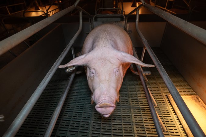 Sow in a farrowing crate