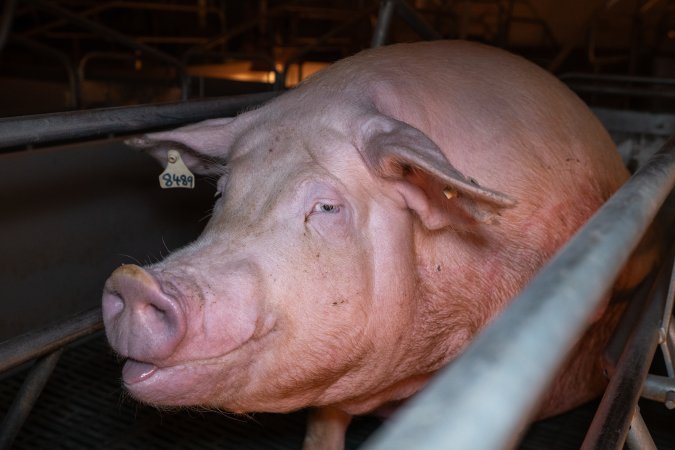 Sow in a farrowing crate