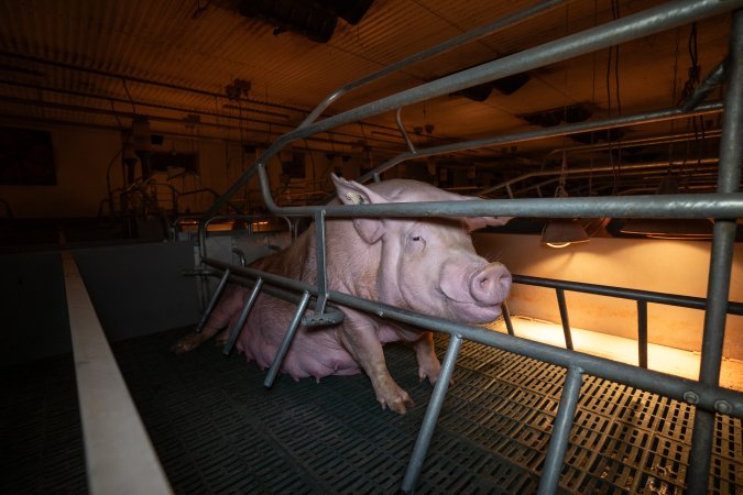 Sow in a farrowing crate