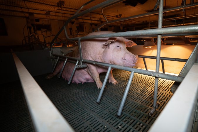 Sow in a farrowing crate