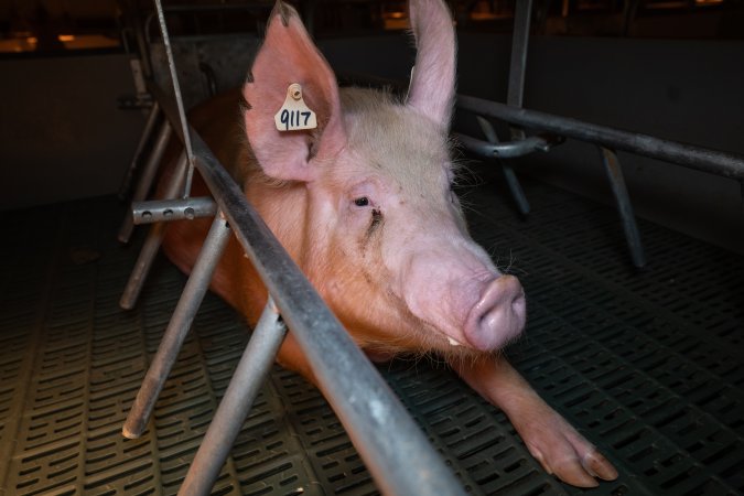 Sow in a farrowing crate