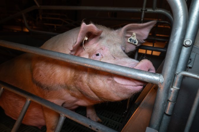 Sow in a farrowing crate