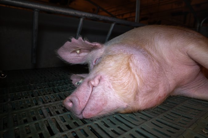 Sow in a farrowing crate