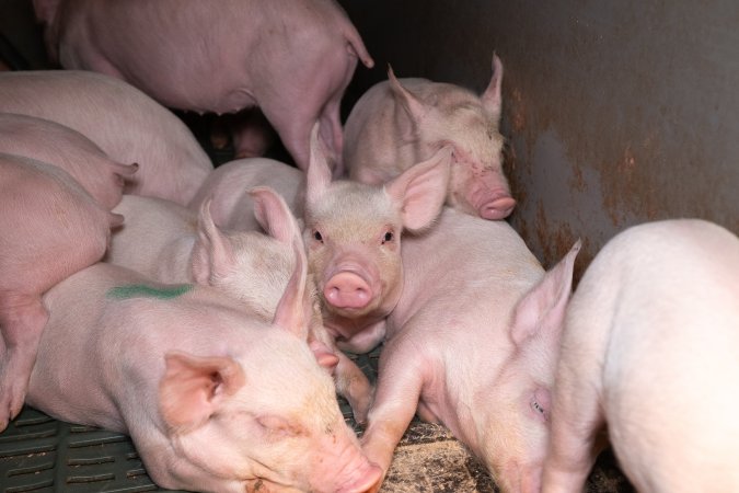 Piglets in a farrowing crate