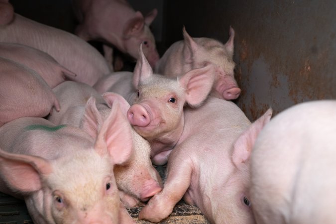 Piglets in a farrowing crate