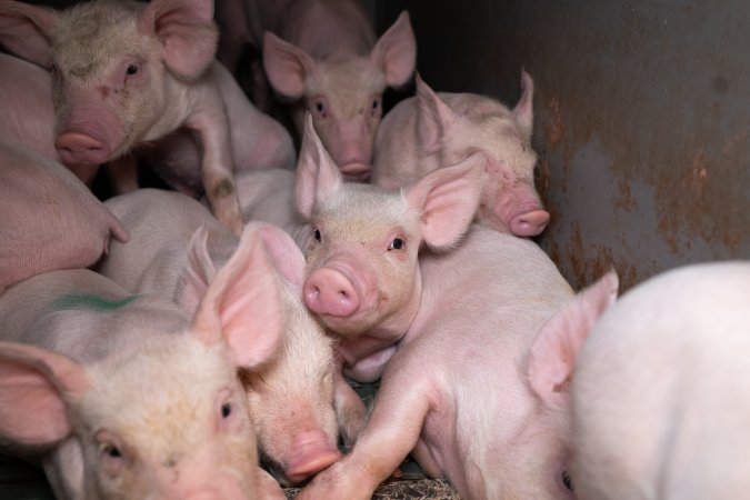 Piglets in a farrowing crate