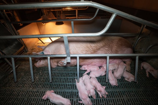 Sow and piglets in a farrowing crate