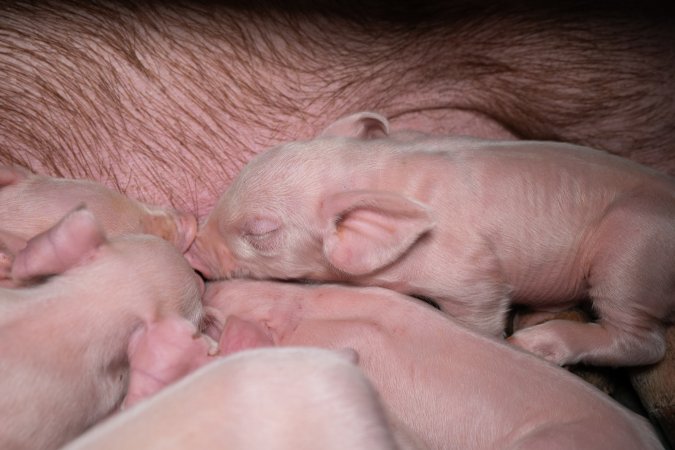 Piglets in a farrowing crate