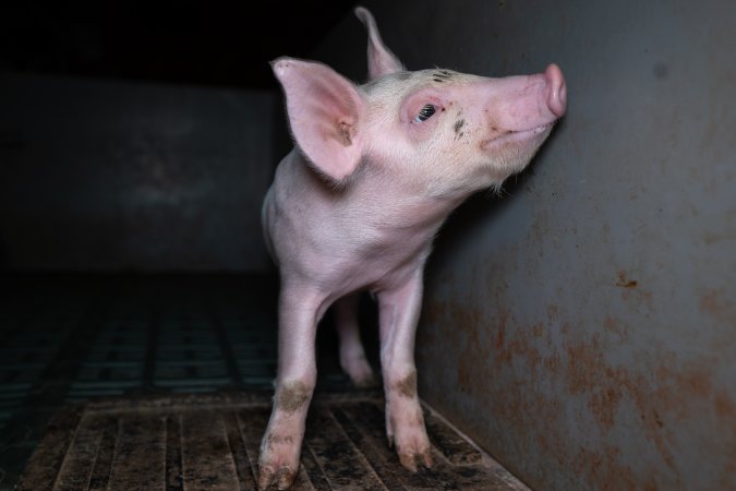 Piglet in a farrowing crate