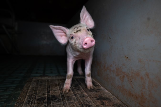 Piglet in a farrowing crate