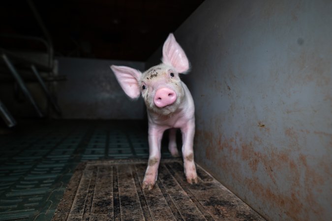 Piglet in a farrowing crate