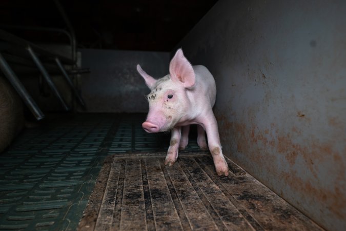 Piglet in a farrowing crate