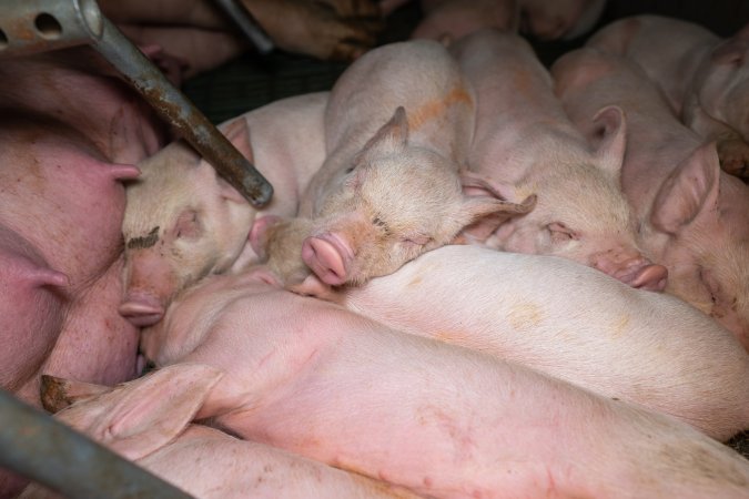 Piglets in a farrowing crate