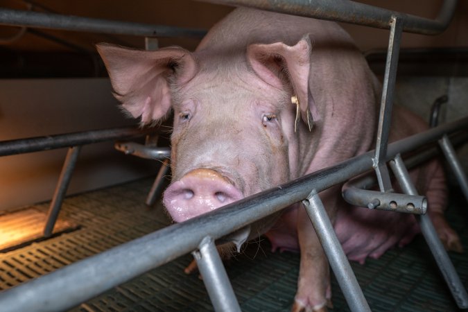 Sow in a farrowing crate