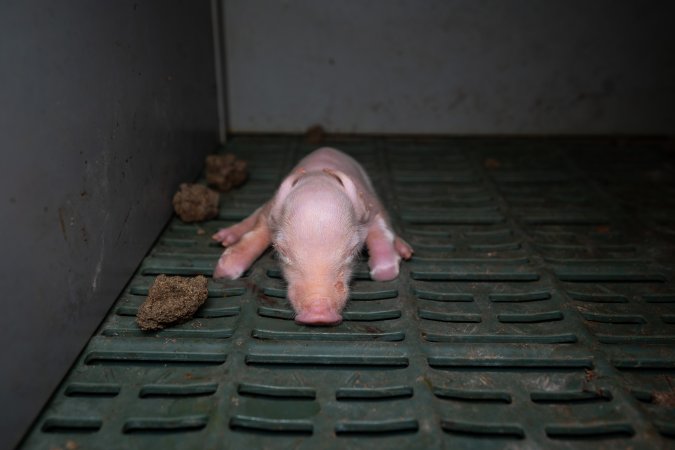 Unwell piglet in a farrowing crate