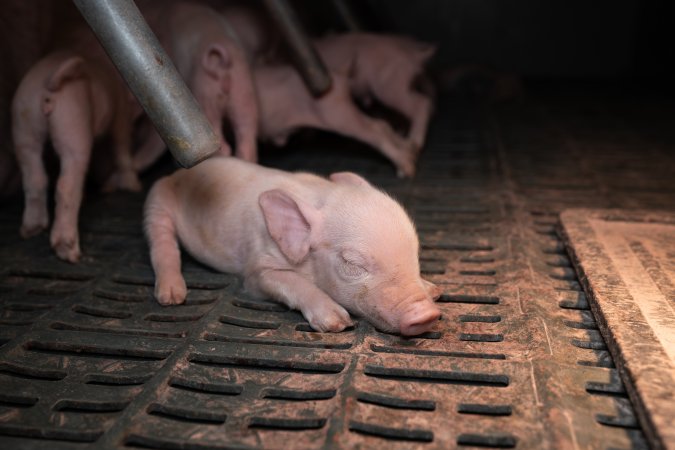 Unwell piglet in a farrowing crate