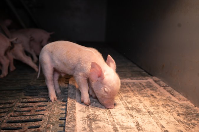 Piglet in a farrowing crate