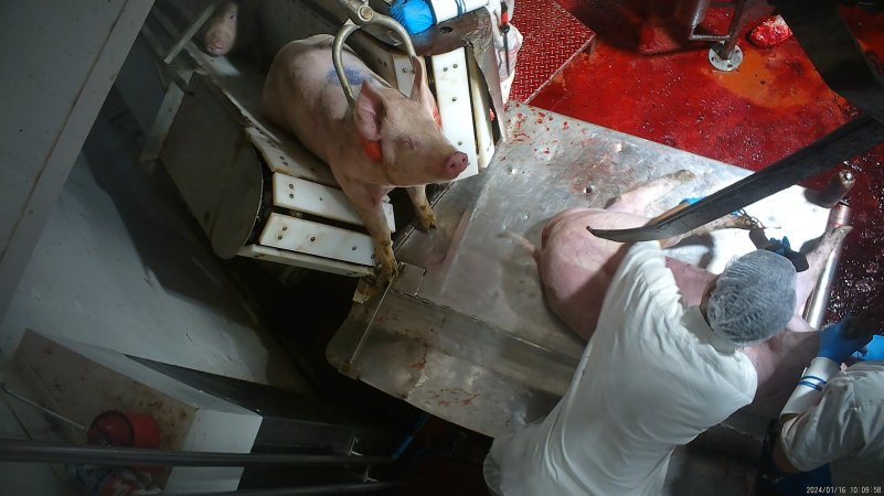Pig slaughter