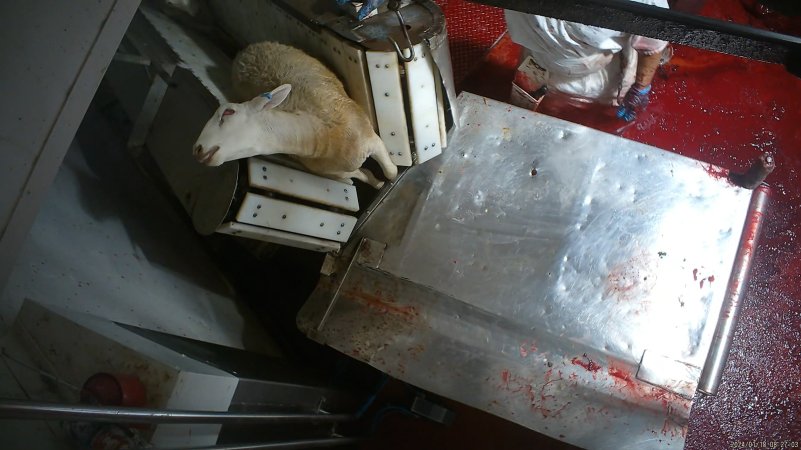 Sheep slaughter