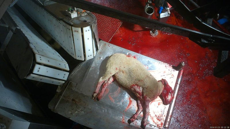 Sheep slaughter