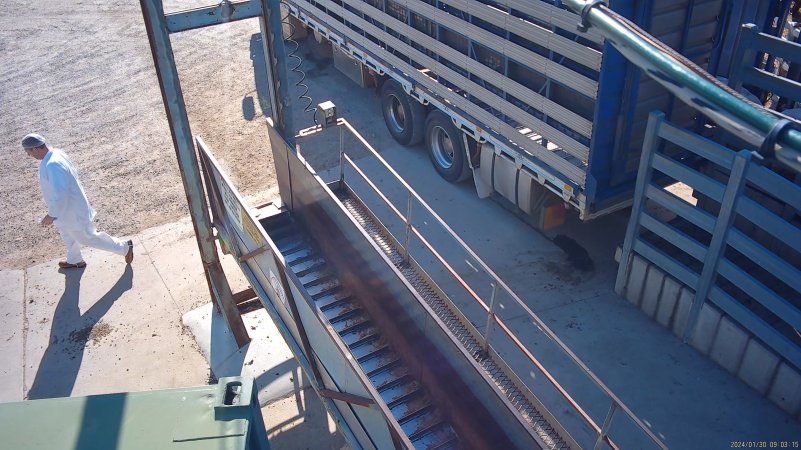 Unloading cows