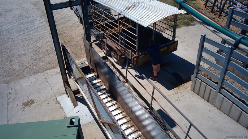 Unloading cows