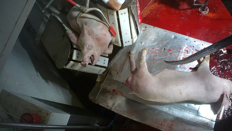 Pig slaughter