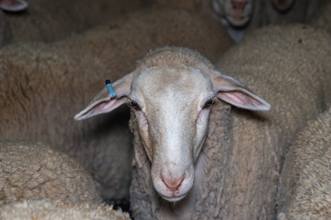 Sheep in holding pen