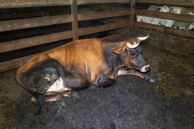 Steer in holding pen