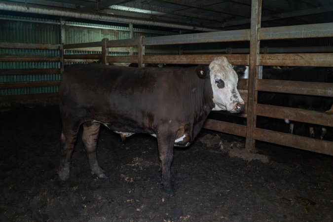 Steer in holding pen