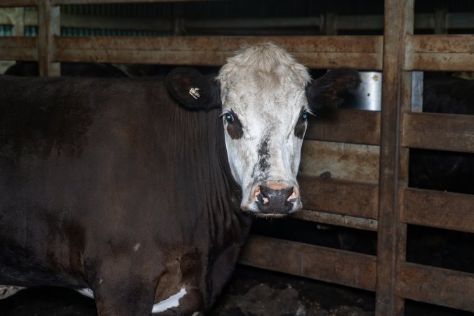 Steer in holding pen