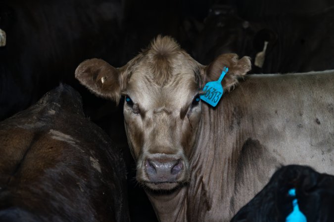 Steers in holding pen