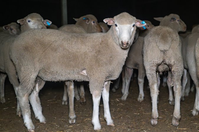 Sheep in holding pen