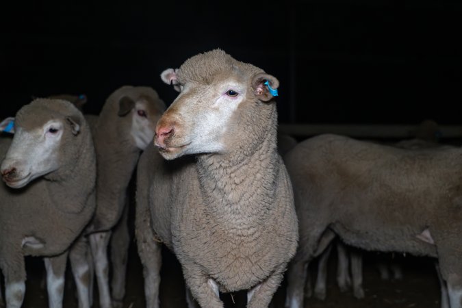 Sheep in holding pen