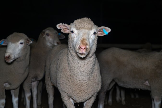 Sheep in holding pen