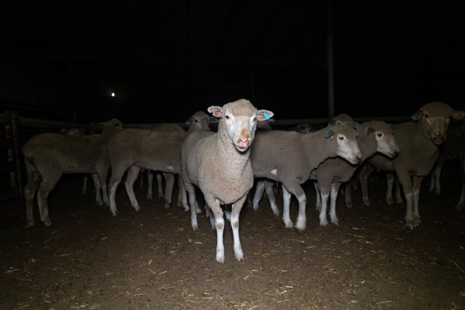 Sheep in holding pen