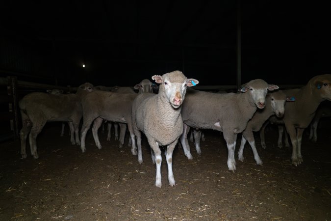 Sheep in holding pen