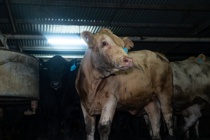 Steers in holding pen