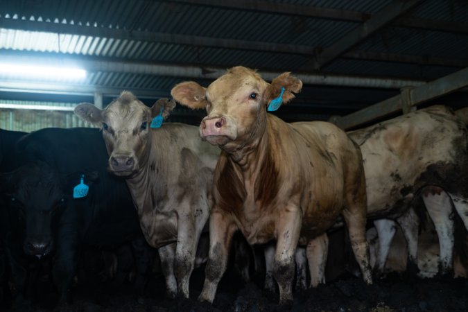 Steers in holding pen