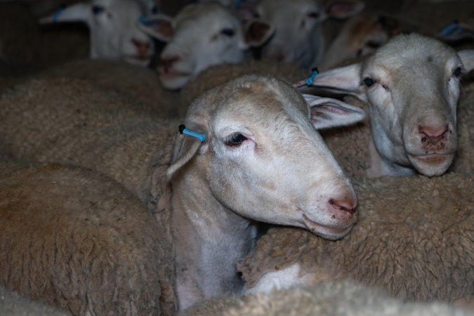 Sheep in holding pen