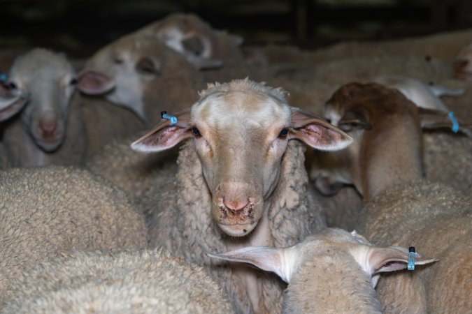 Sheep in holding pen