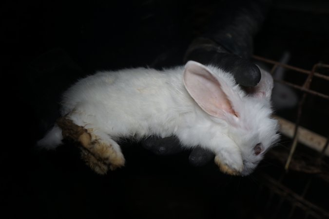 Dead rabbit held by investigator