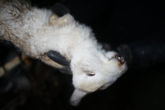 Dead rabbit held by investigator