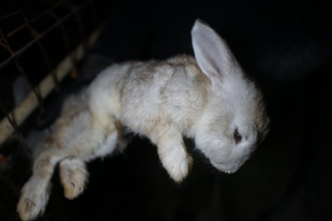 Dead rabbit held by investigator